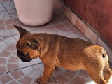 Chiot Bouledogue français LOF à vendre