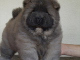 Chiots Chow Chow à vendre