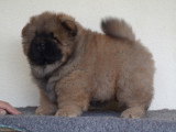 Chiots Chow Chow à vendre