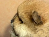 Chiot femelle Spitz à réserver non LOF né en mars 2026