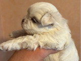 2 chiots Bichon Maltais mâles à réserver non LOF d'avril 2026