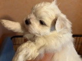 2 chiots Bichon Maltais mâles à réserver non LOF d'avril 2026