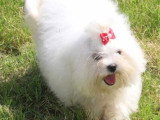 2 chiots Bichon Maltais mâles à réserver non LOF d'avril 2026