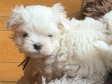 2 chiots Bichon Maltais mâles à réserver non LOF d'avril 2026