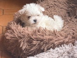 2 chiots Bichon Maltais mâles à réserver non LOF d'avril 2026
