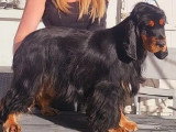 8 Cockers Anglais noirs LOF nés en janvier 2026 à vendre
