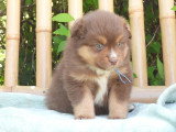 6 chiots Berger Américain Miniature LOF mars 2026 à réserver
