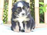 6 chiots Berger Américain Miniature LOF mars 2026 à réserver