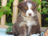 6 chiots Berger Américain Miniature LOF mars 2026 à réserver
