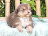 6 chiots Berger Américain Miniature LOF mars 2026 à réserver