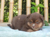 6 chiots Berger Américain Miniature LOF mars 2026 à réserver
