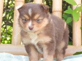6 chiots Berger Américain Miniature LOF mars 2026 à réserver