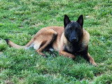Chiot Berger Belge Malinois LOF de 9 mois à vendre