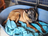 Chiot Berger Belge Malinois LOF de 9 mois à vendre
