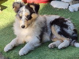 Chiots Berger des Shetland bleus à vendre