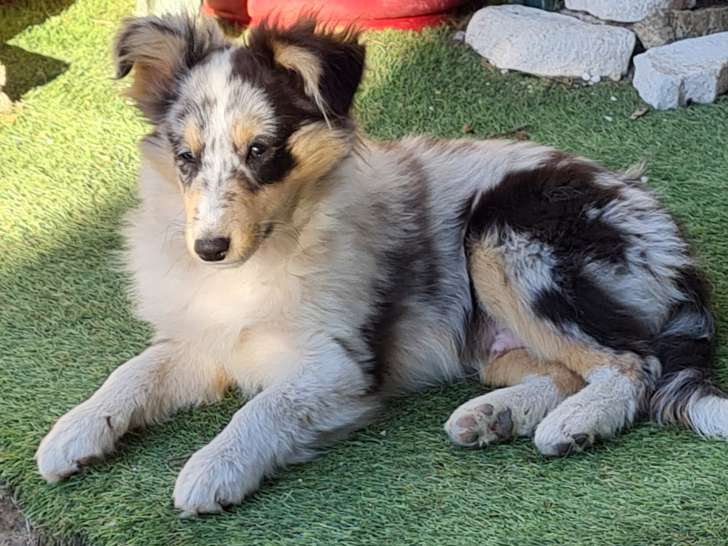 Chiots Berger des Shetland bleus à vendre