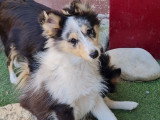 Chiots Berger des Shetland bleus à vendre