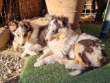 Chiots Berger des Shetland bleus à vendre