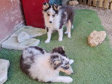 Chiots Berger des Shetland bleus à vendre