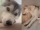Usopp, mâle Husky Sibérien de 2 ans à donner