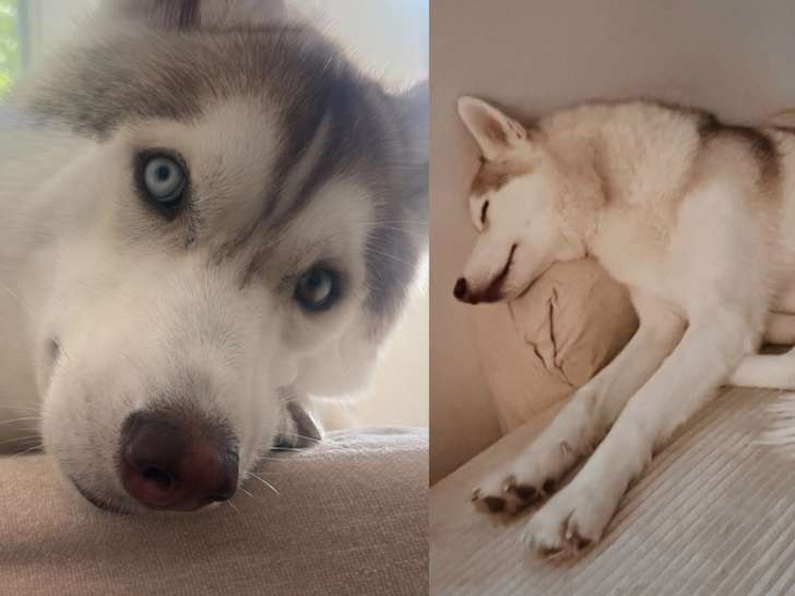 Usopp, mâle Husky Sibérien de 2 ans à donner