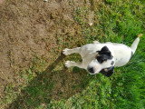 Chienne adulte Jack  Russell à donner