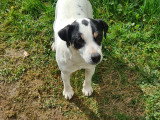 Chienne adulte Jack  Russell à donner
