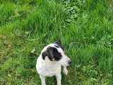 Chienne adulte Jack  Russell à donner
