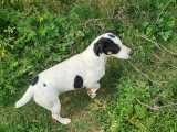 Chienne adulte Jack  Russell à donner