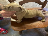 Magnifiques chiots Micro Bully disponibles