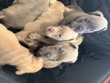 Magnifiques chiots Micro Bully disponibles