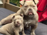 Magnifiques chiots Micro Bully disponibles