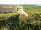 Chiot Retriever du Labrador sable mâle LOF à vendre, né en janvier 2026
