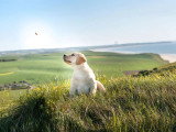 Chiot Retriever du Labrador sable mâle LOF à vendre, né en janvier 2026