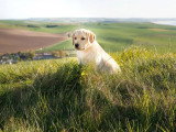 Chiot Retriever du Labrador sable mâle LOF à vendre né en janvier 2026