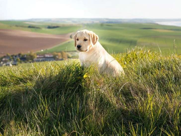 Chiot Retriever du Labrador sable mâle LOF à vendre né en janvier 2026