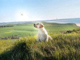 Chiot Retriever du Labrador sable mâle LOF à vendre né en janvier 2026