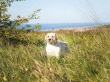 Chiot Retriever du Labrador sable mâle LOF à vendre né en janvier 2026