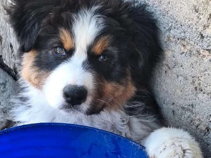 Chiot femelle Berger Australien noir tricolore non LOF à vendre