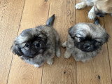 Chiots mâles Épagneul Tibétain à vendre