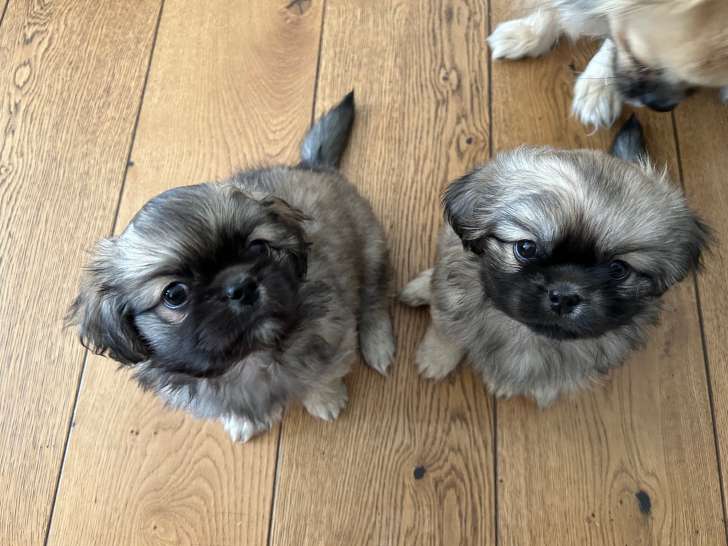 Chiots mâles Épagneul Tibétain à vendre