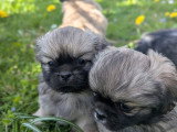 Chiots mâles Épagneul Tibétain à vendre