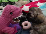 Chiots mâles Épagneul Tibétain à vendre