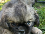 Chiots mâles Épagneul Tibétain à vendre
