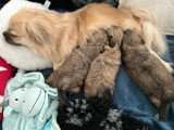 Chiots mâles Épagneul Tibétain à vendre