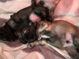 Chiots mâles Épagneul Tibétain à vendre