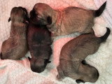 Chiots mâles Épagneul Tibétain à vendre