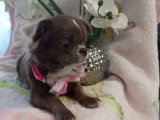 Femelle Chihuahua à vendre