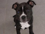 Chiot Staffie mâle disponible