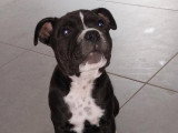 Chiot Staffie mâle disponible